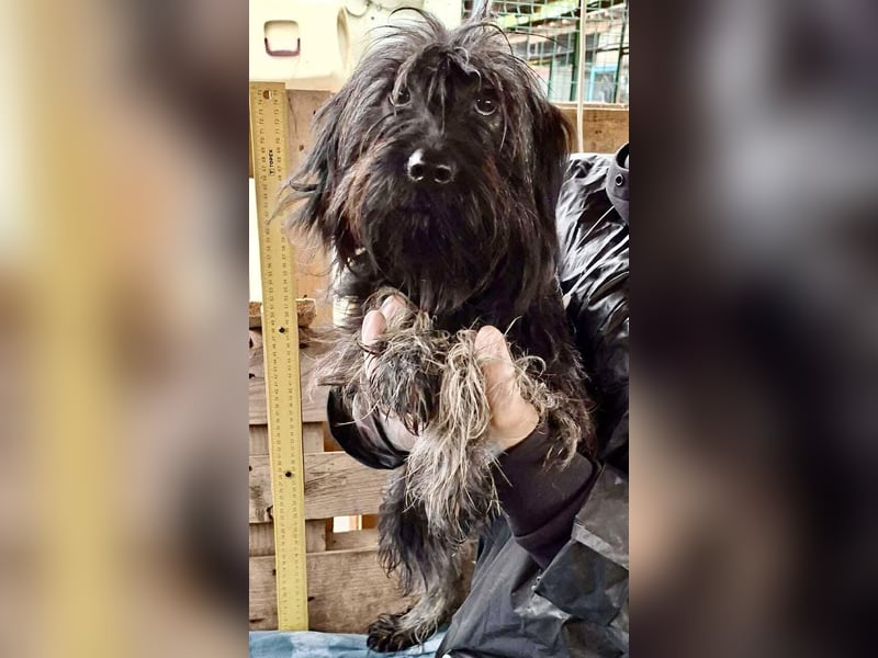 Sidney – junge Hündin mit Lebensfreude