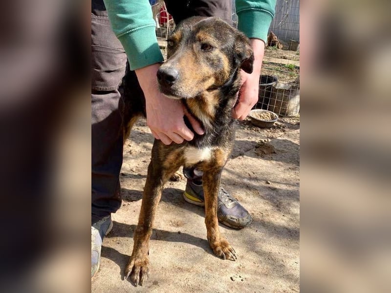Schüchterne Liri - freundlich und verschmust