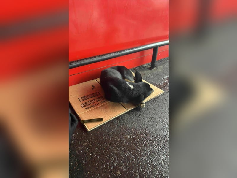 Berry - dankbar, aber noch schüchtern & ängstlich