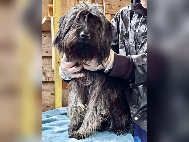 Sidney – junge Hündin mit Lebensfreude