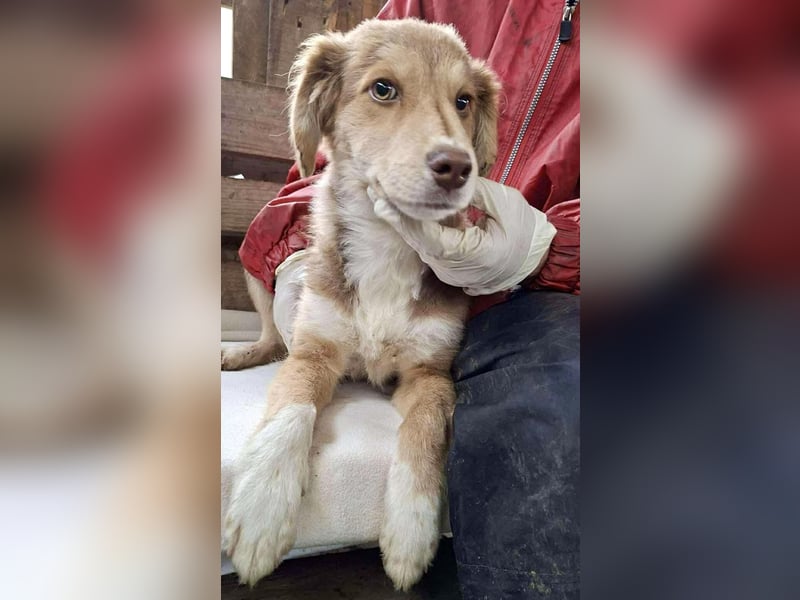 Liam - fröhlicher Welpenjunge