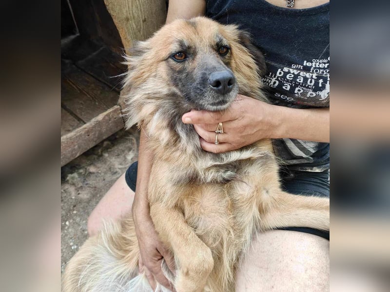 Freundliche Linda ist verspielt und verträglich