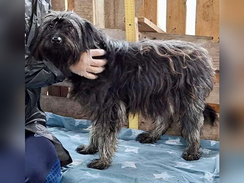 Sidney – junge Hündin mit Lebensfreude