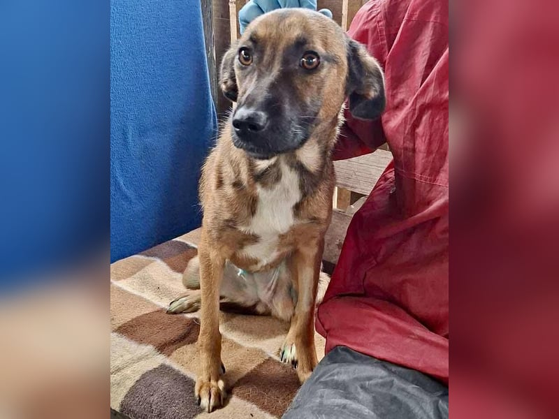 Amaya – freundliche Junghündin mit großem Herz
