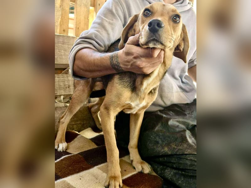 Beagle-Mix Mila – sanfte Junghündin sucht Geborgenheit