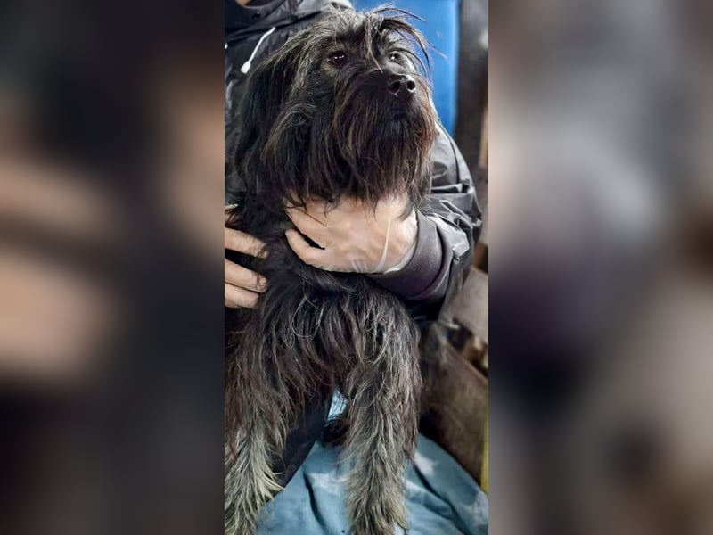 Sidney – junge Hündin mit Lebensfreude