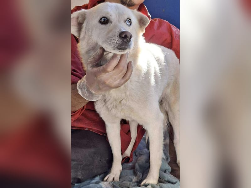 Liviu - freundlich & sozial