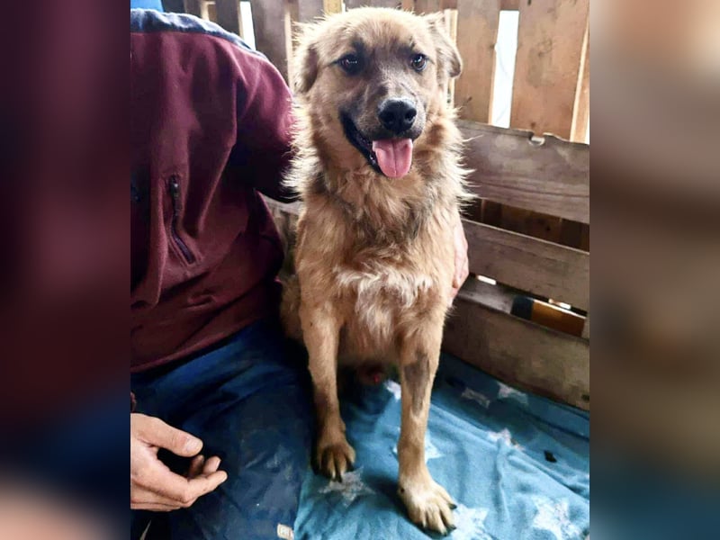 Junghund Benny – Pfote drauf, mit ihm wird das Leben heller Junghund Benny – Pfote drauf, mit ihm wird das Leben heller