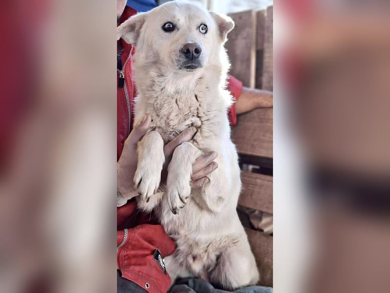 Liviu - freundlich & sozial