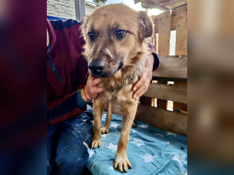 Junghund Benny – Pfote drauf, mit ihm wird das Leben heller Junghund Benny – Pfote drauf, mit ihm wird das Leben heller