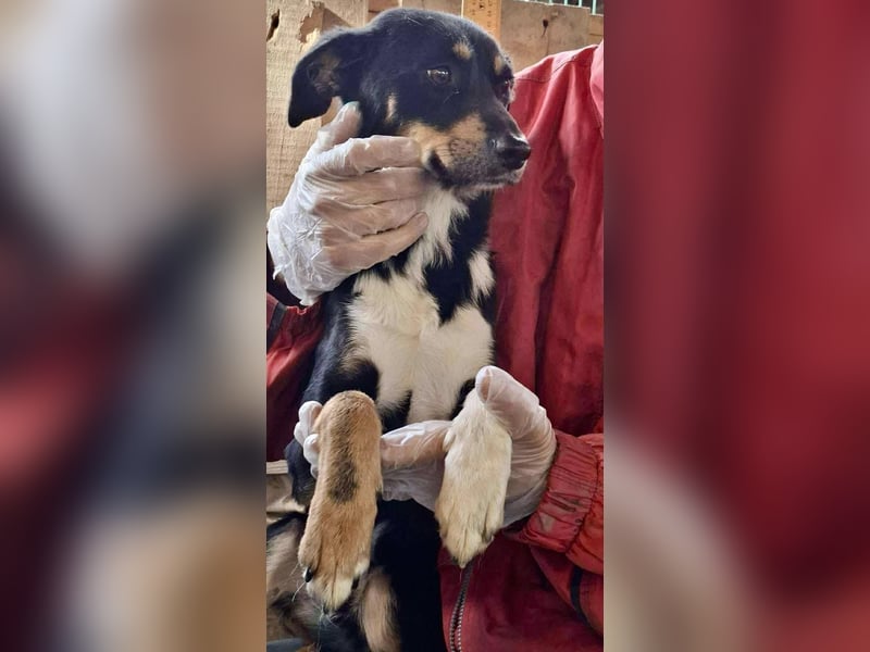 Berry - dankbar, aber noch schüchtern & ängstlich