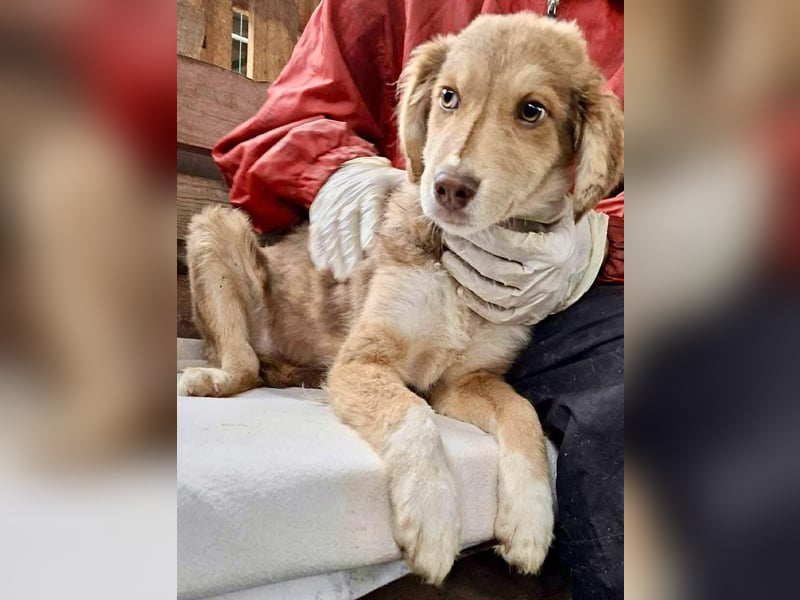 Liam - fröhlicher Welpenjunge