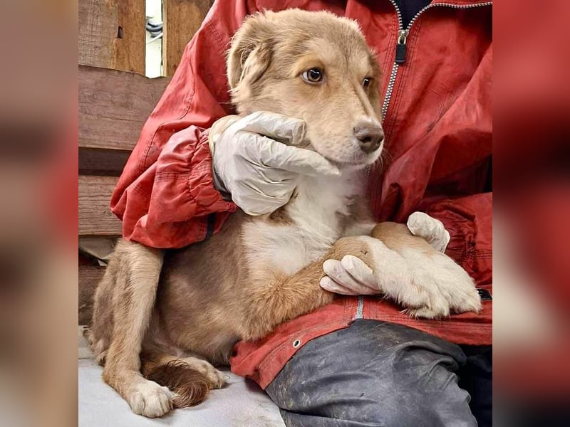 Liam - fröhlicher Welpenjunge