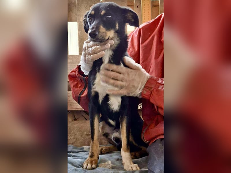 Berry - dankbar, aber noch schüchtern & ängstlich