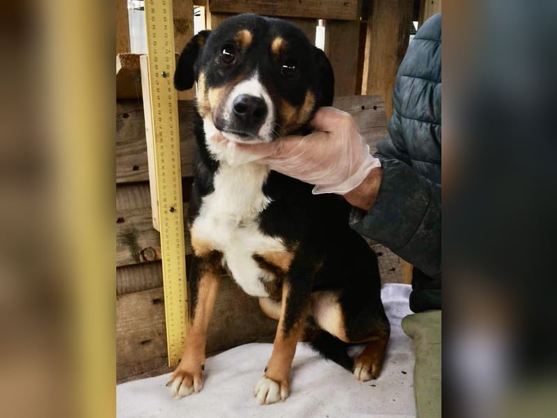 Franjo sucht warmes & liebevolles Zuhause