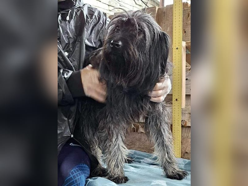 Sidney – junge Hündin mit Lebensfreude