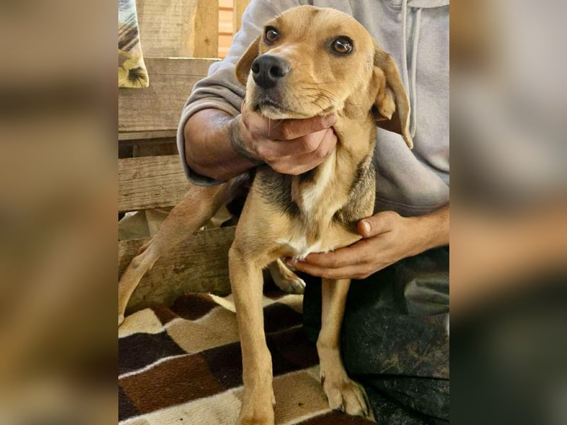 Beagle-Mix Mila – sanfte Junghündin sucht Geborgenheit