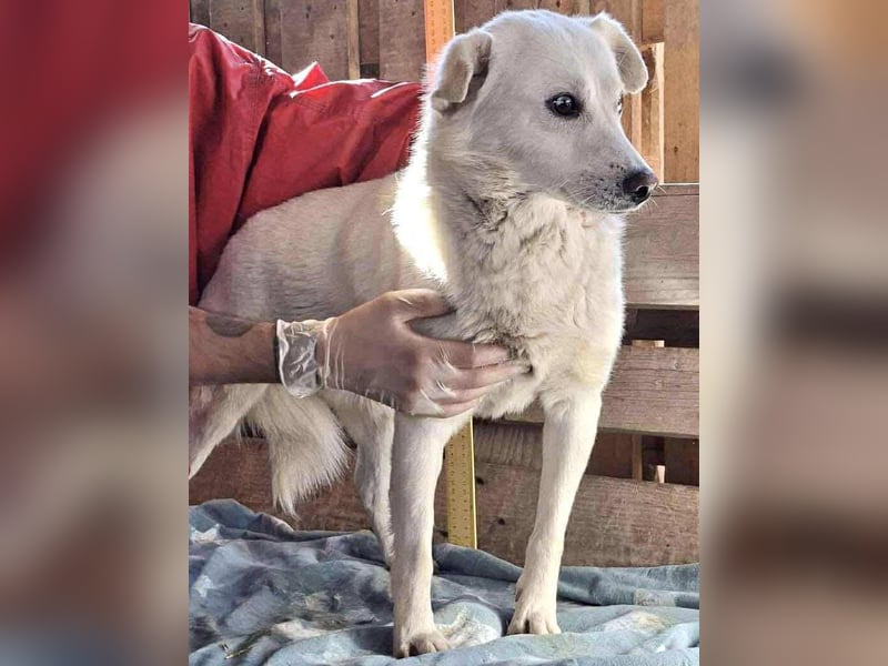 Liviu - freundlich & sozial