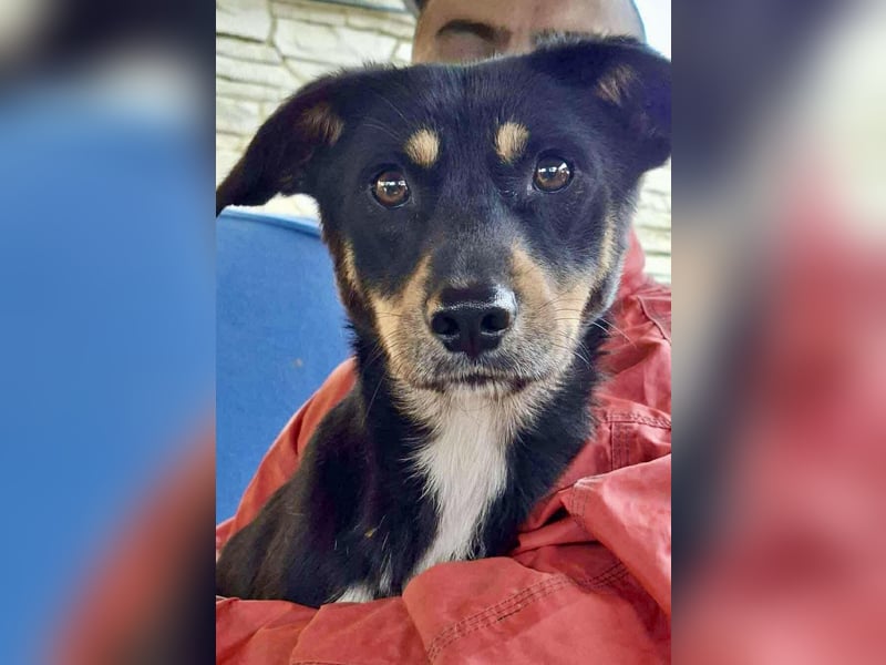 Berry - dankbar, aber noch schüchtern & ängstlich