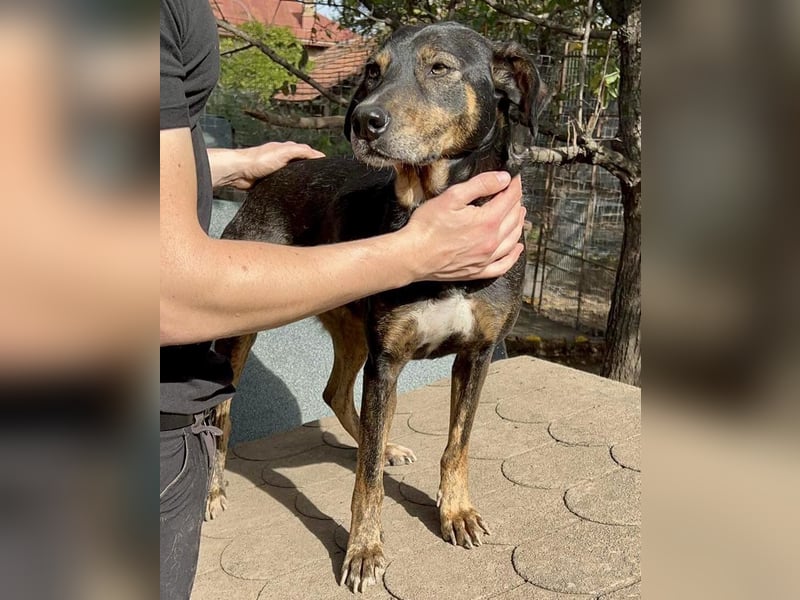 Schüchterne Liri - freundlich und verschmust