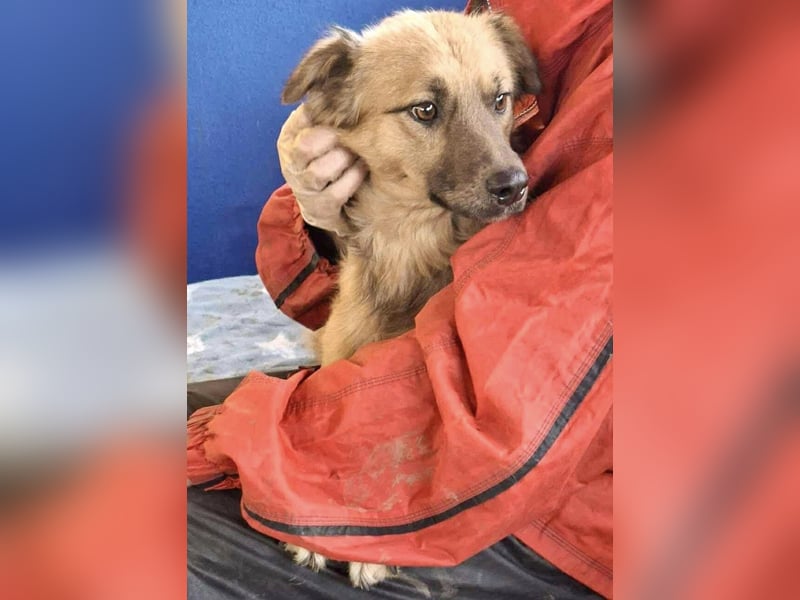 Junghund Benny – Pfote drauf, mit ihm wird das Leben heller Junghund Benny – Pfote drauf, mit ihm wird das Leben heller