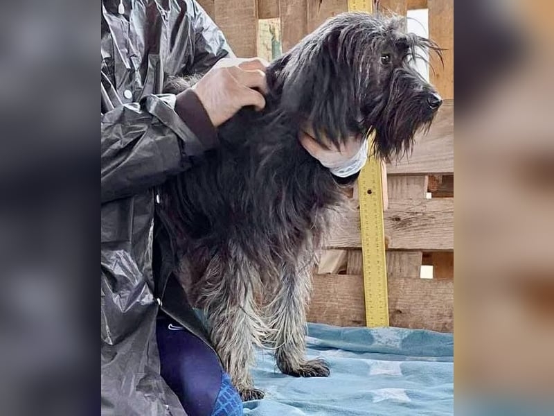 Sidney – junge Hündin mit Lebensfreude