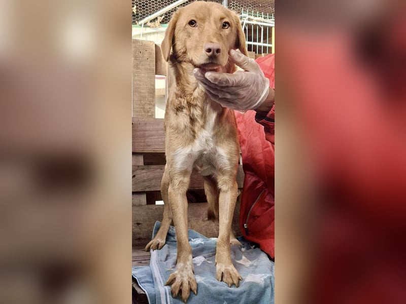 Tosca hat im Shelter Angst