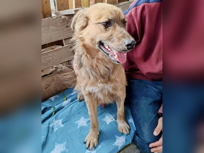 Junghund Benny – Pfote drauf, mit ihm wird das Leben heller Junghund Benny – Pfote drauf, mit ihm wird das Leben heller