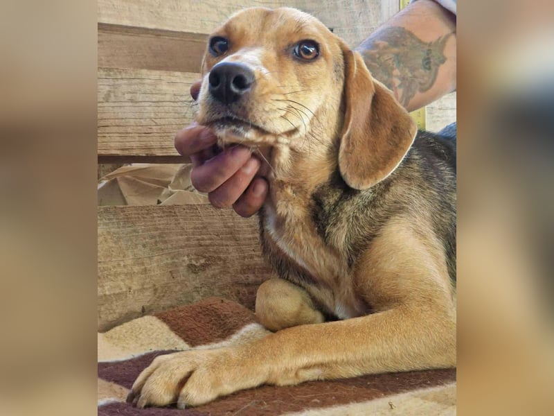 Beagle-Mix Mila – sanfte Junghündin sucht Geborgenheit