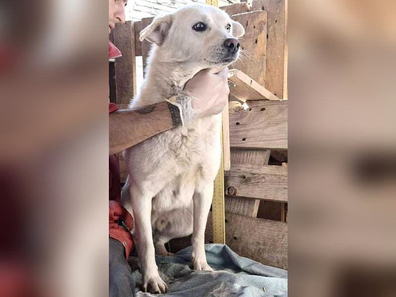 Liviu - freundlich & sozial