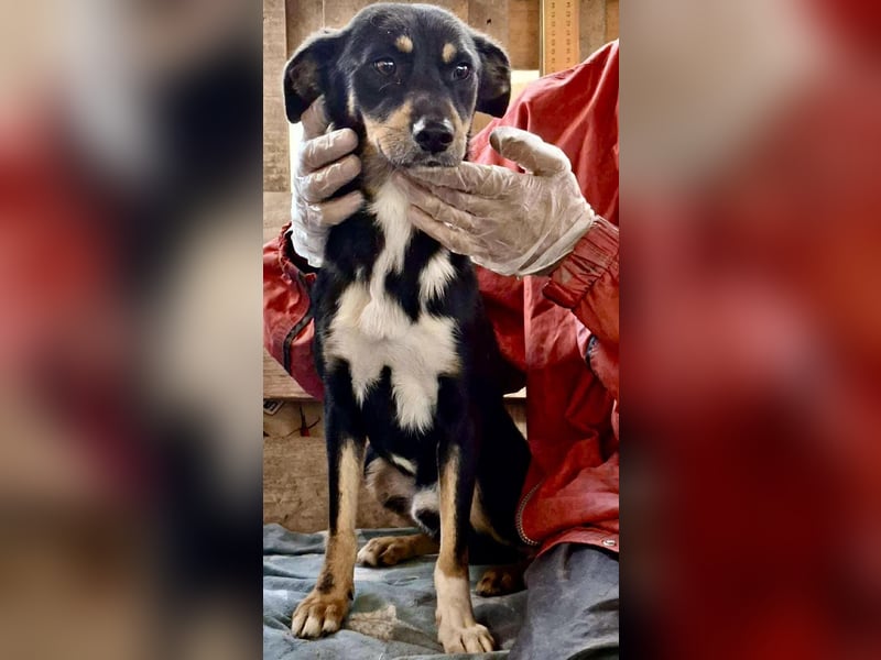 Berry - dankbar, aber noch schüchtern & ängstlich