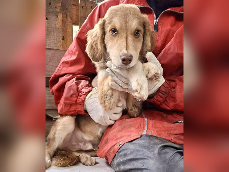 Liam - fröhlicher Welpenjunge