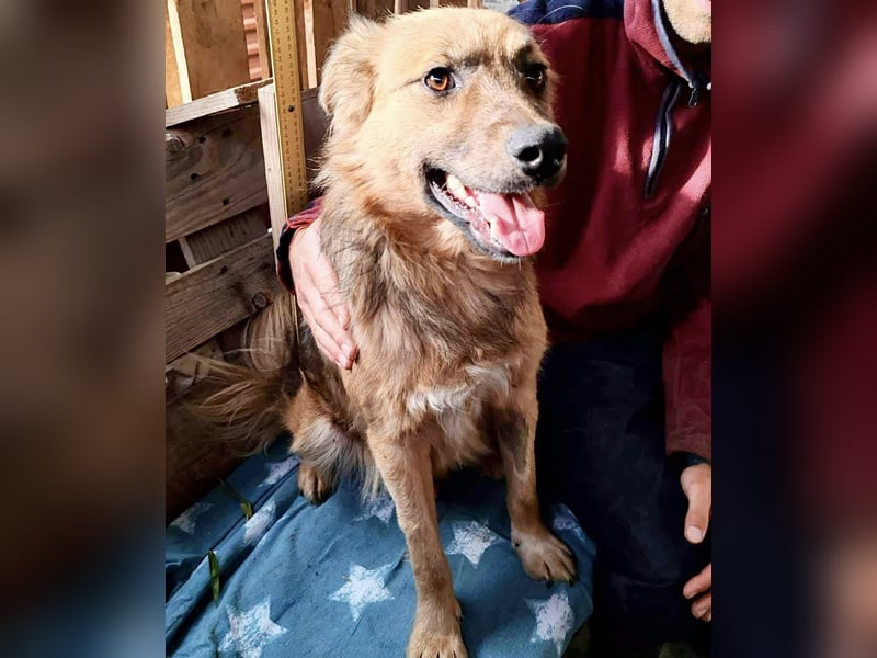 Junghund Benny – Pfote drauf, mit ihm wird das Leben heller Junghund Benny – Pfote drauf, mit ihm wird das Leben heller