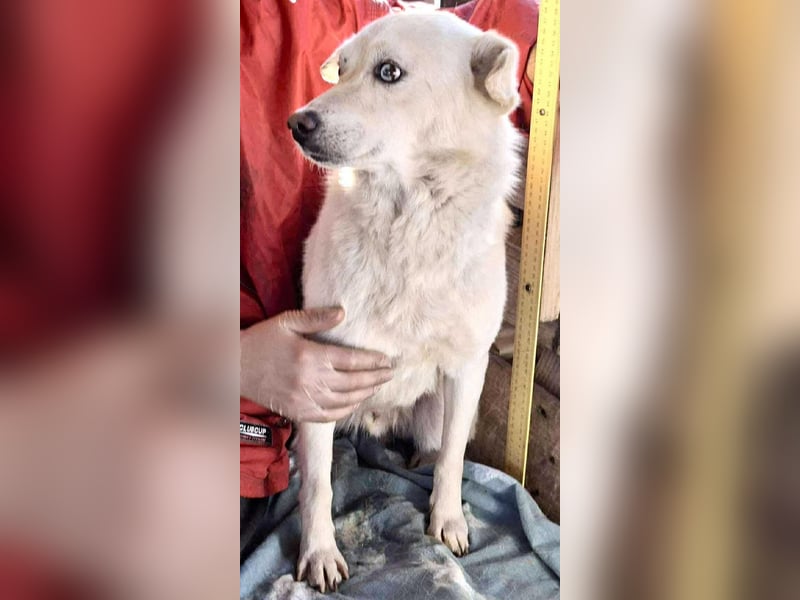 Liviu - freundlich & sozial