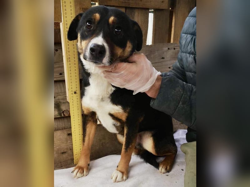 Franjo sucht warmes & liebevolles Zuhause