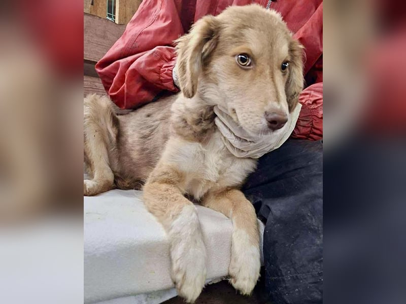 Liam - fröhlicher Welpenjunge