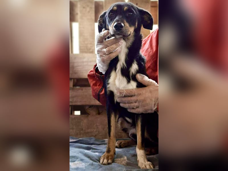 Berry - dankbar, aber noch schüchtern & ängstlich