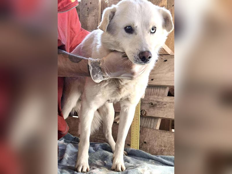 Liviu - freundlich & sozial