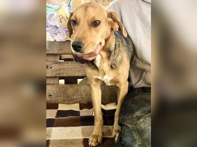 Beagle-Mix Mila – sanfte Junghündin sucht Geborgenheit