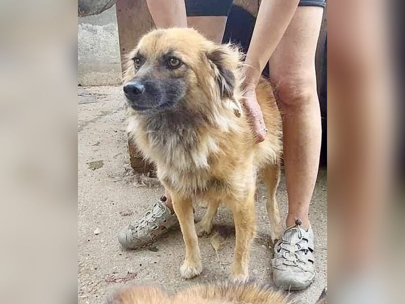 Freundliche Linda ist verspielt und verträglich