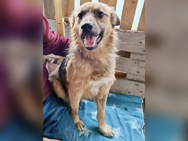 Junghund Benny – Pfote drauf, mit ihm wird das Leben heller Junghund Benny – Pfote drauf, mit ihm wird das Leben heller