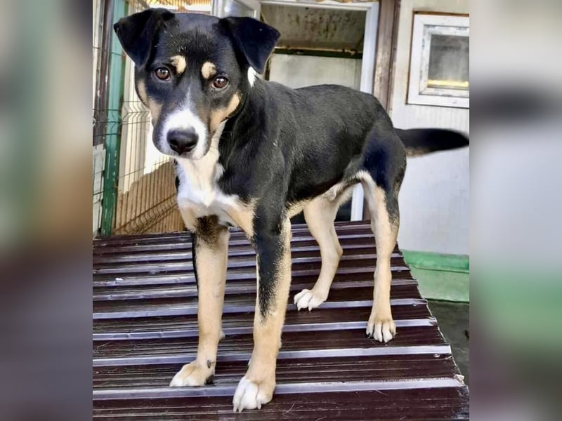 Berry - dankbar, aber noch schüchtern & ängstlich