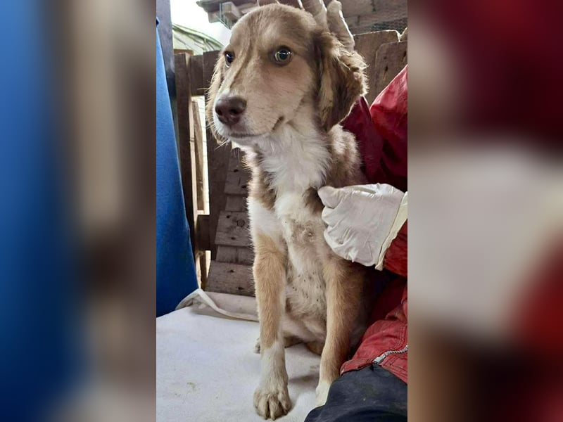 Liam - fröhlicher Welpenjunge