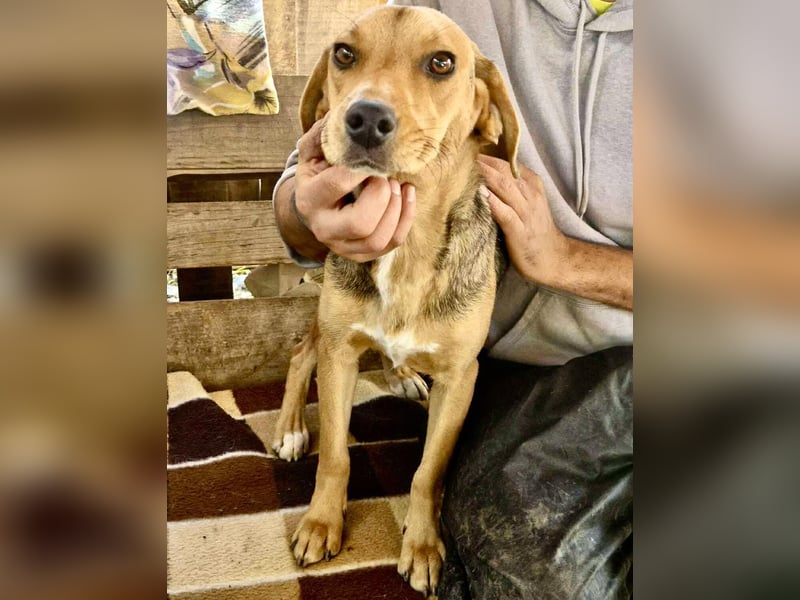 Beagle-Mix Mila – sanfte Junghündin sucht Geborgenheit