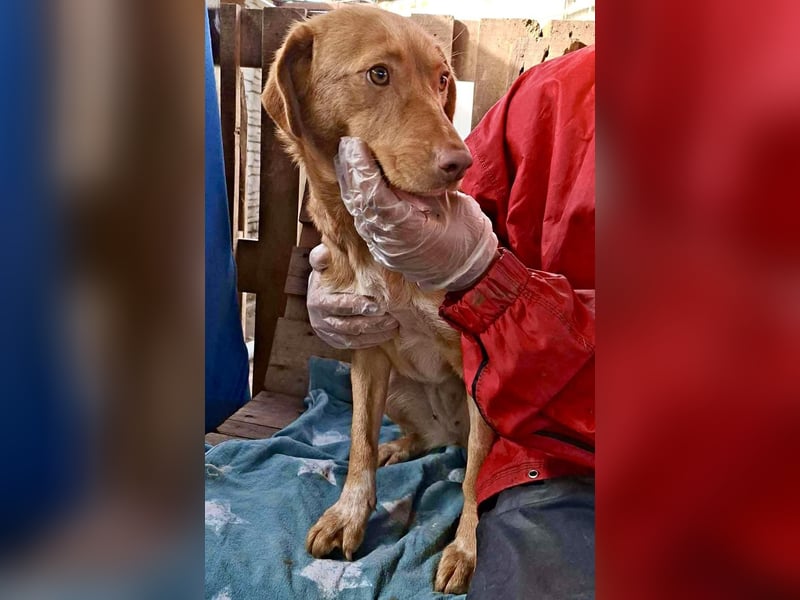 Tosca hat im Shelter Angst