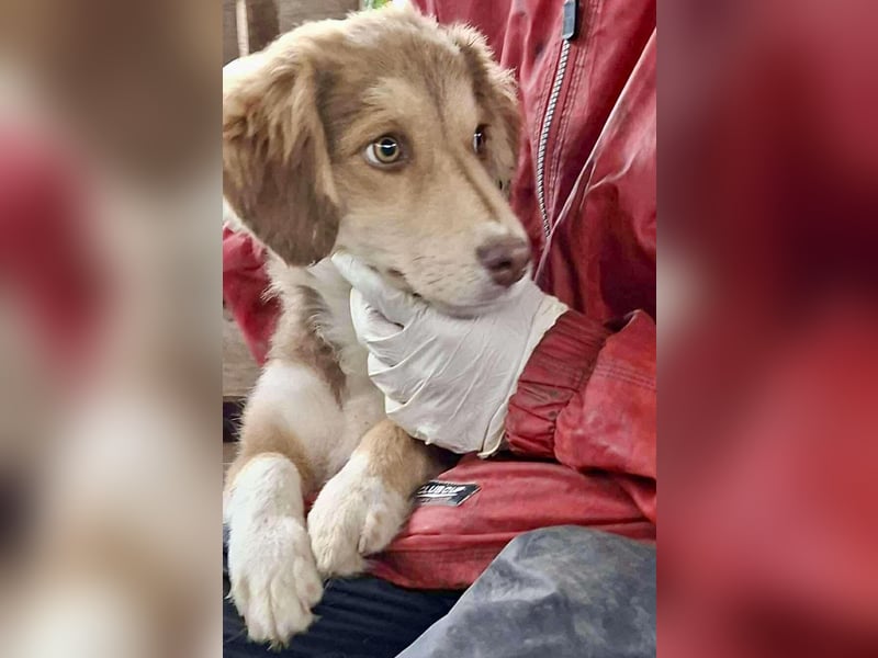 Liam - fröhlicher Welpenjunge