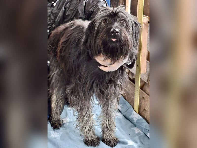 Sidney – junge Hündin mit Lebensfreude