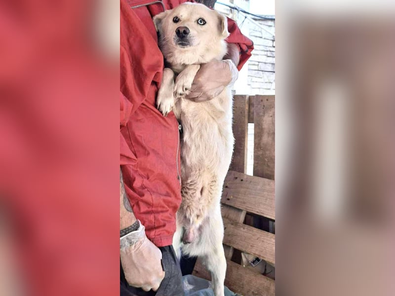 Liviu - freundlich & sozial