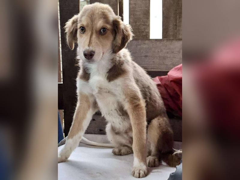 Liam - fröhlicher Welpenjunge