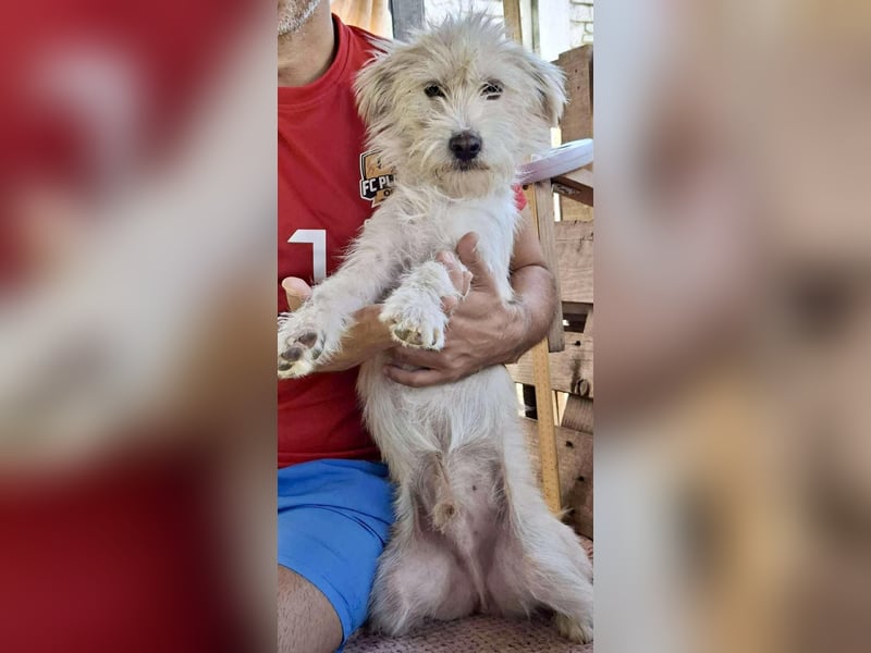 Lucky – Junghund voller Lebensfreude